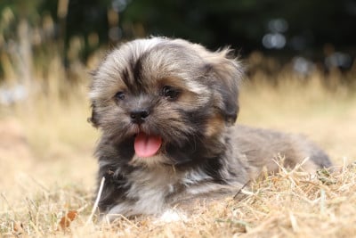 Les chiots de Lhassa Apso