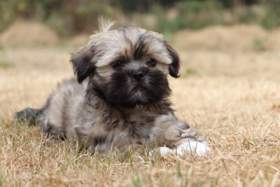 Les chiots de Lhassa Apso