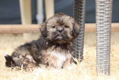 Les chiots de Lhassa Apso