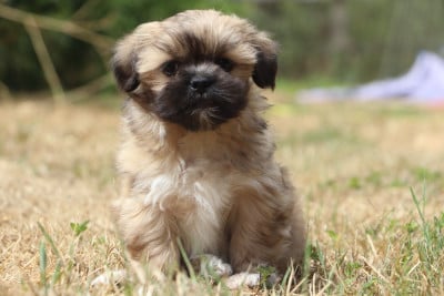 Les chiots de Lhassa Apso