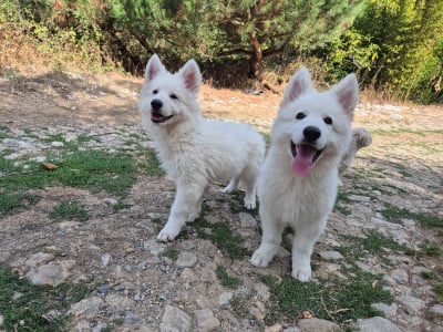 Les chiots de Berger Blanc Suisse