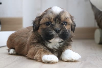 Les chiots de Lhassa Apso