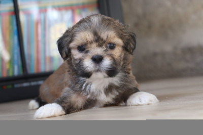 Les chiots de Lhassa Apso