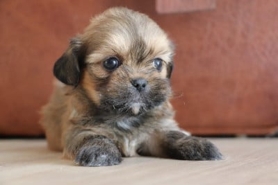 Les chiots de Lhassa Apso