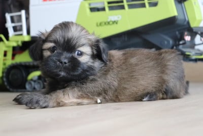 Les chiots de Lhassa Apso