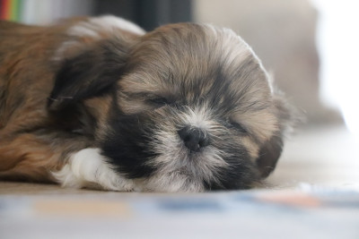 Les chiots de Lhassa Apso