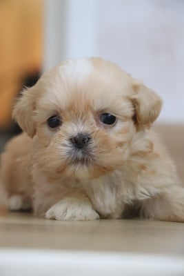 Les chiots de Lhassa Apso