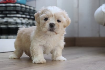 Les chiots de Lhassa Apso