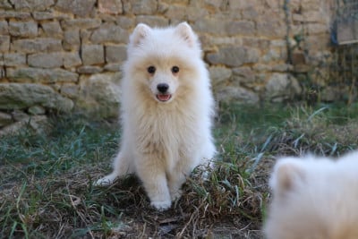 Les chiots de Spitz japonais