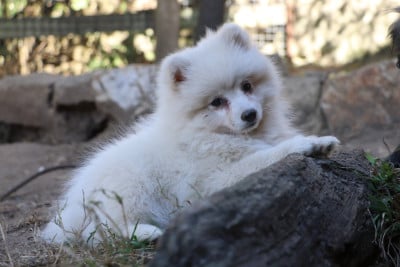 Les chiots de Spitz japonais