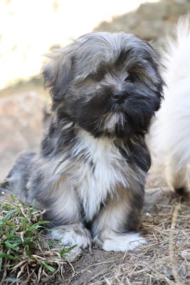 Lhassa Apso