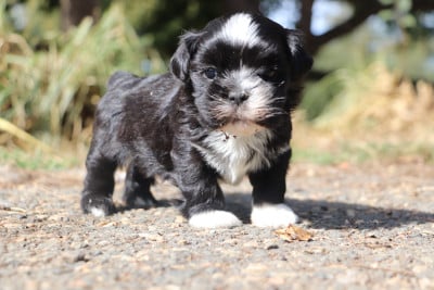 Lhassa Apso