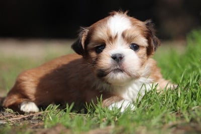 Chiot N°2 - Lhassa Apso