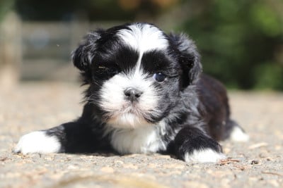 Chiot N°3 - Lhassa Apso