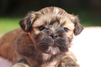Chiot N°4 - Lhassa Apso