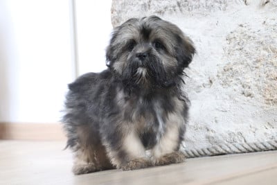 Les chiots de Lhassa Apso