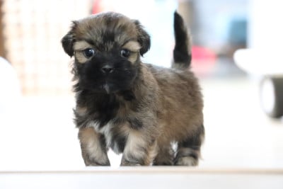 Les chiots de Lhassa Apso