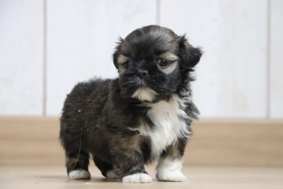 Les chiots de Lhassa Apso