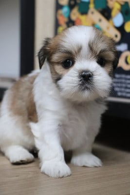 Les chiots de Lhassa Apso