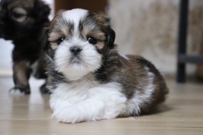 Les chiots de Lhassa Apso