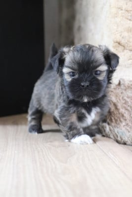 Les chiots de Lhassa Apso