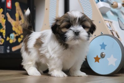 Les chiots de Lhassa Apso