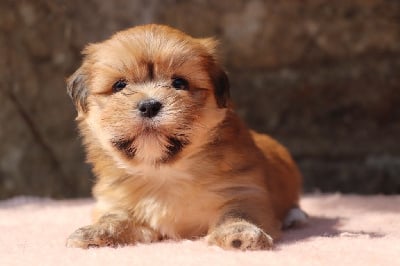 Les chiots de Lhassa Apso