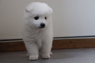 Les chiots de Spitz japonais