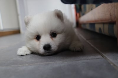 Les chiots de Spitz japonais