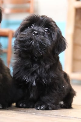 Les chiots de Lhassa Apso
