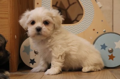 Les chiots de Lhassa Apso