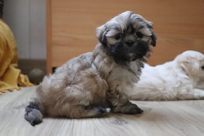 Les chiots de Lhassa Apso
