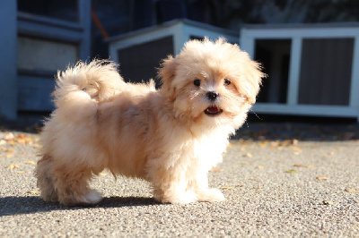 Les chiots de Lhassa Apso