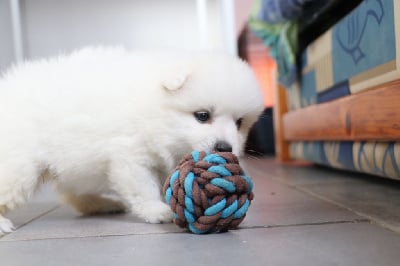Les chiots de Spitz japonais
