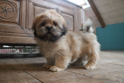 Les chiots de Lhassa Apso