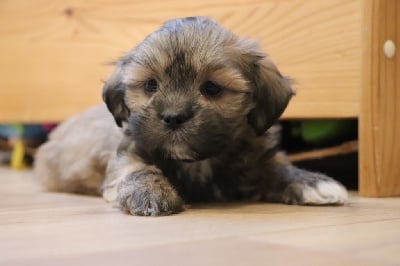 Les chiots de Lhassa Apso