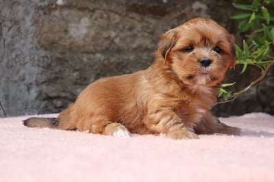 Les chiots de Lhassa Apso