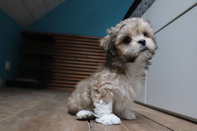 Les chiots de Lhassa Apso