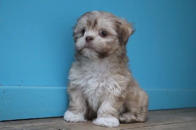 Les chiots de Lhassa Apso