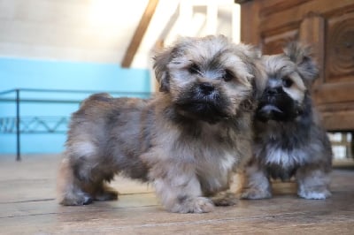 Les chiots de Lhassa Apso
