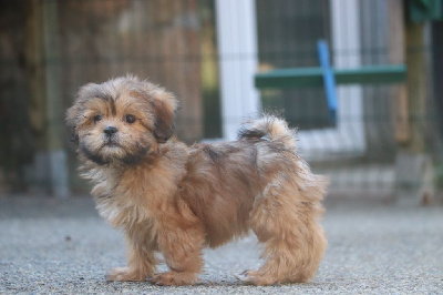 Chiots de race Lhassa Apso LOF à vendre en France