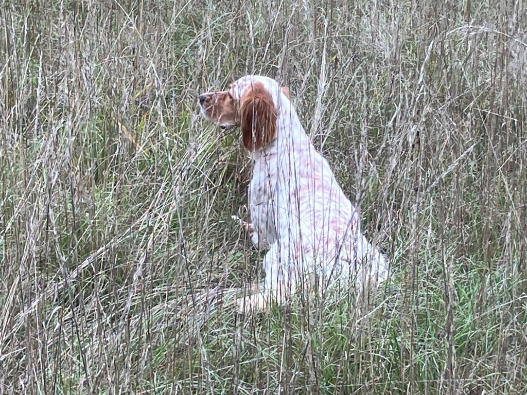 Uña Du Long Bec D'enchanet