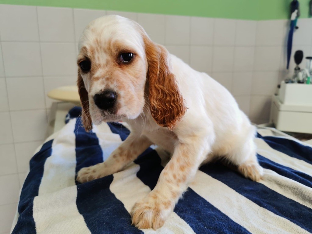 Uña Du Long Bec D'enchanet