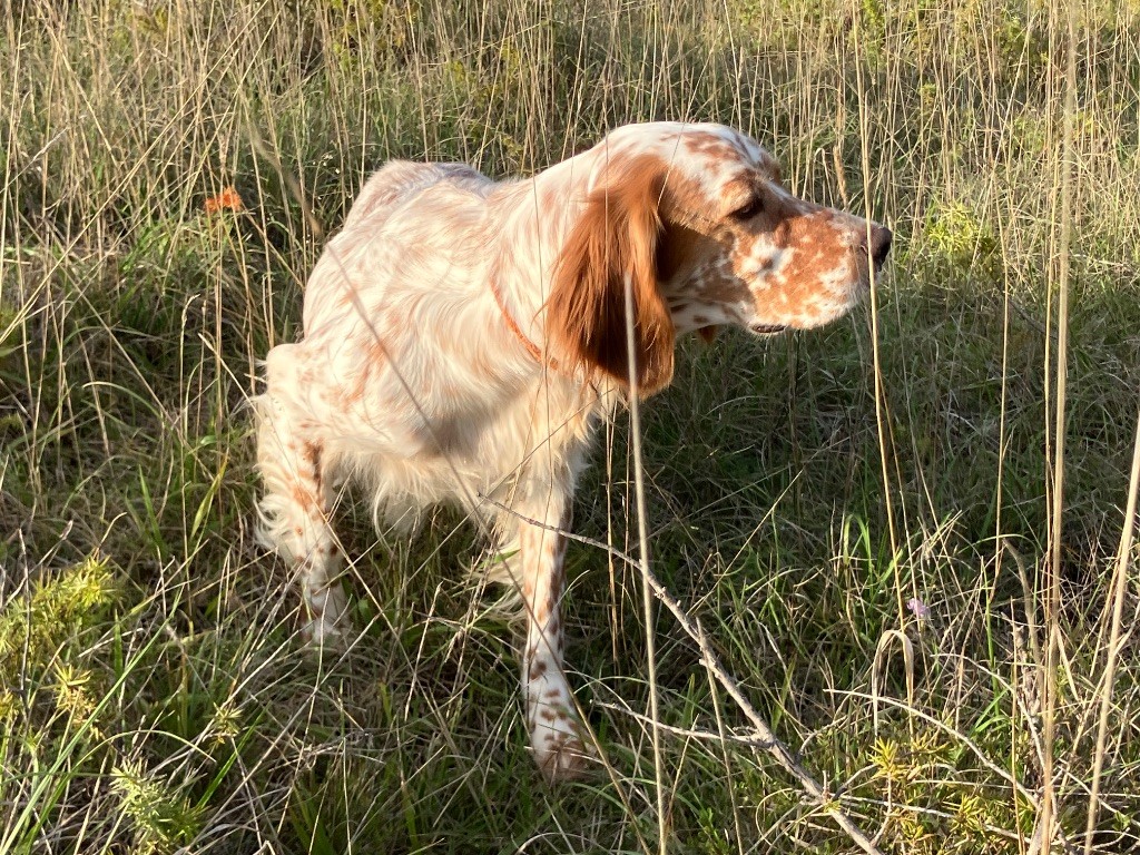 Uña Du Long Bec D'enchanet