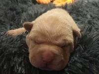 Shar Pei - Des Bijoux Bleus