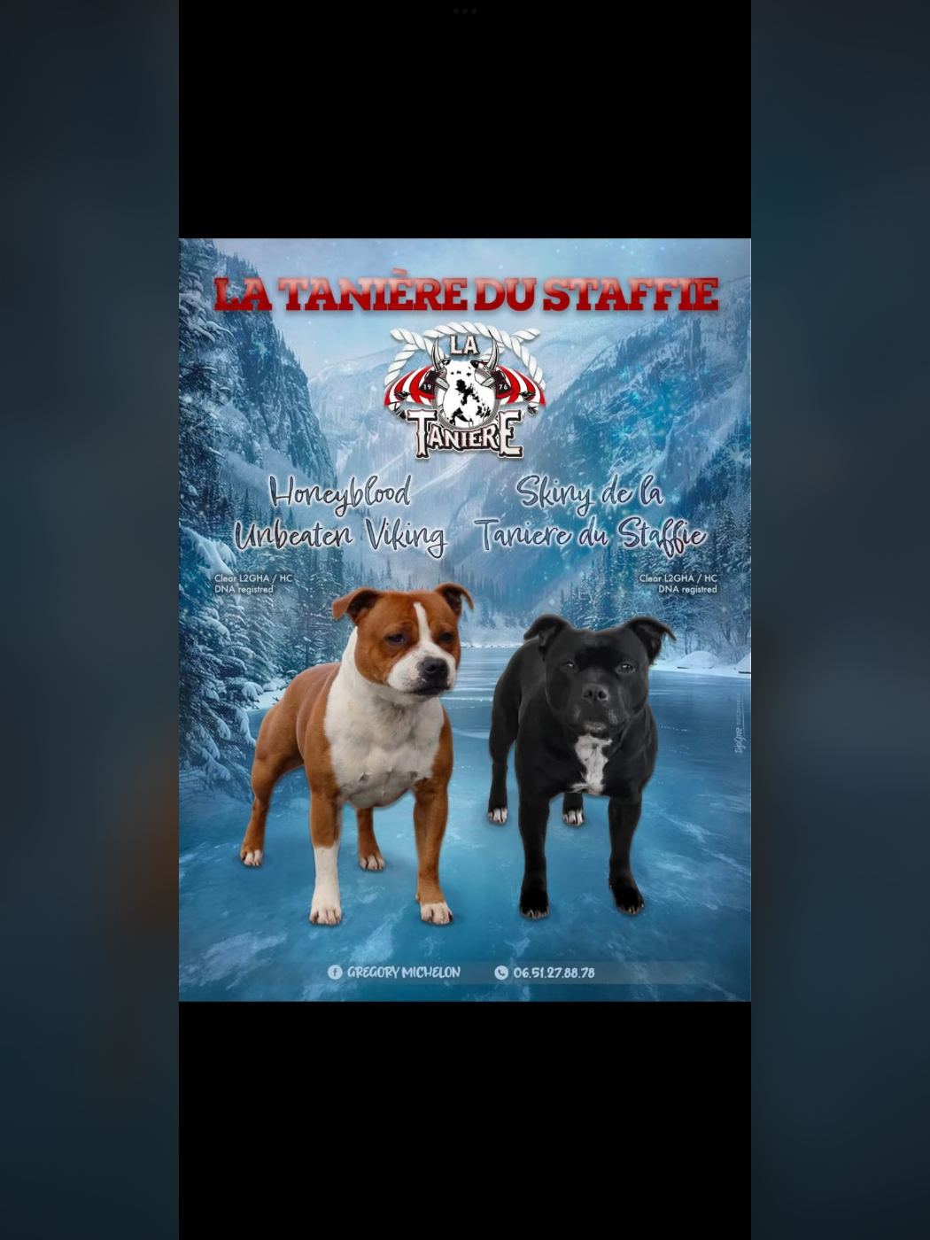 Staffordshire Bull Terrier - De La Taniere Du Staffie