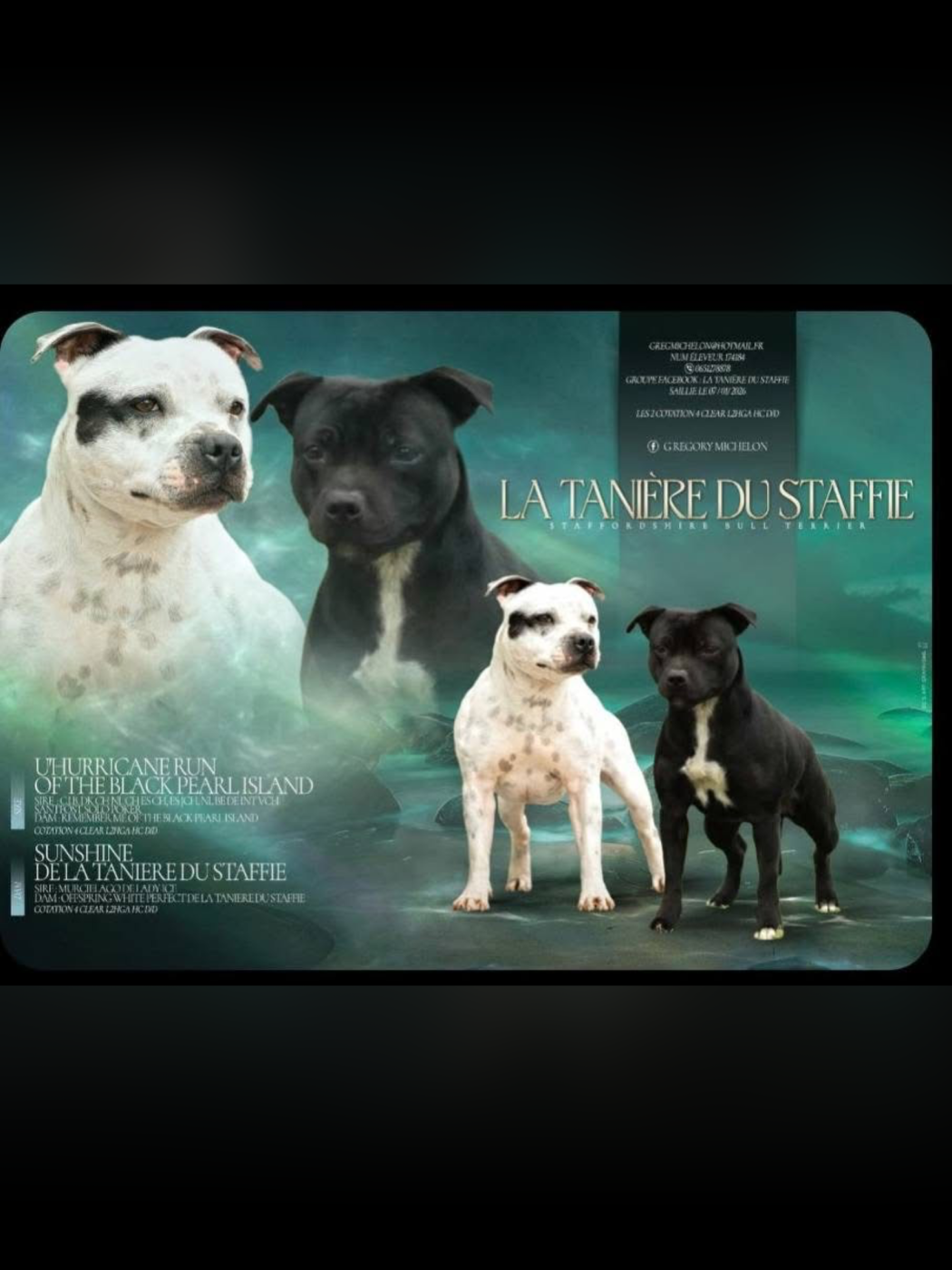 Chiot Staffordshire Bull Terrier