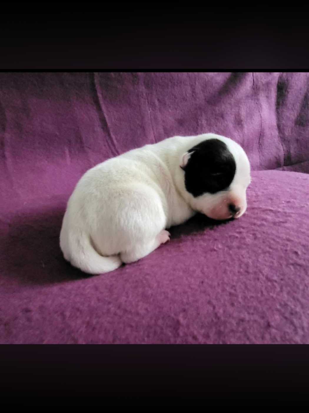 Bilbon - Staffordshire Bull Terrier