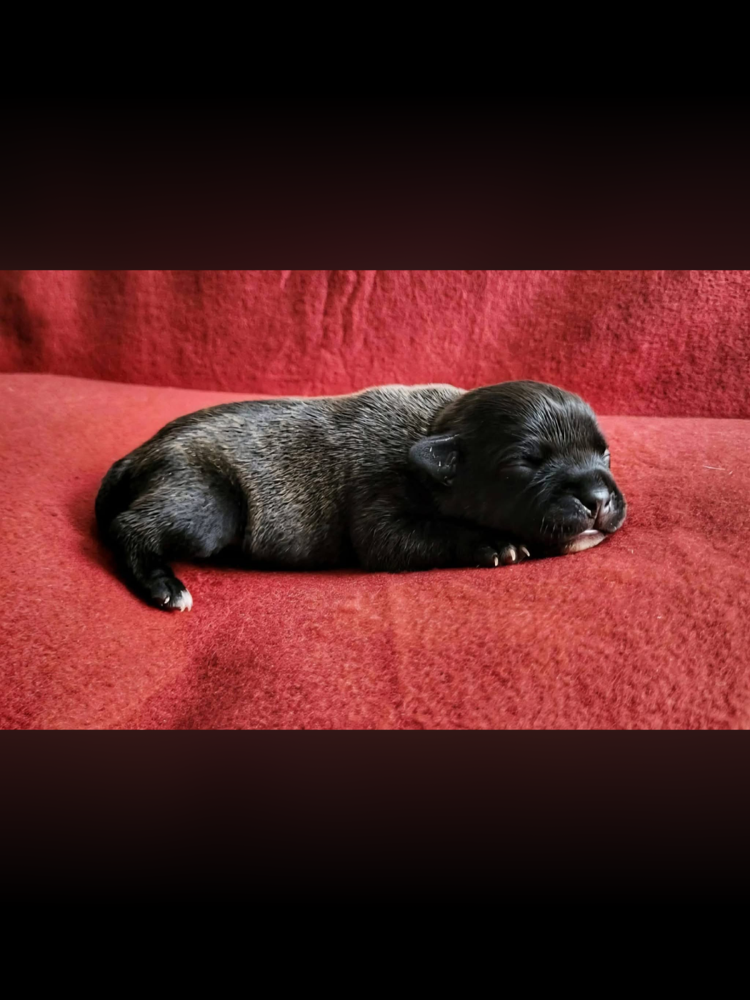 Baya - Staffordshire Bull Terrier