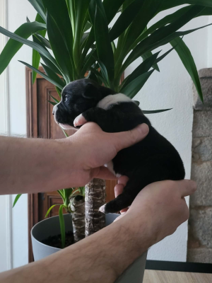 Les chiots de Staffordshire Bull Terrier